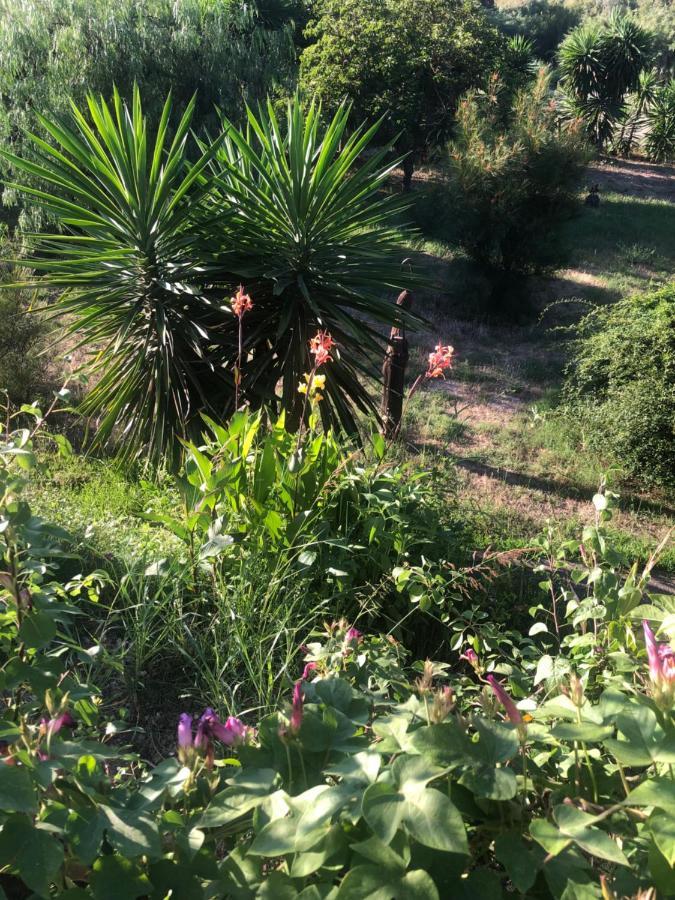 Finca El Rio,, La Casita One Of 2 Self Catering Studios. Pool And Hydrotherapy Jacuzzi Malaga Exterior photo