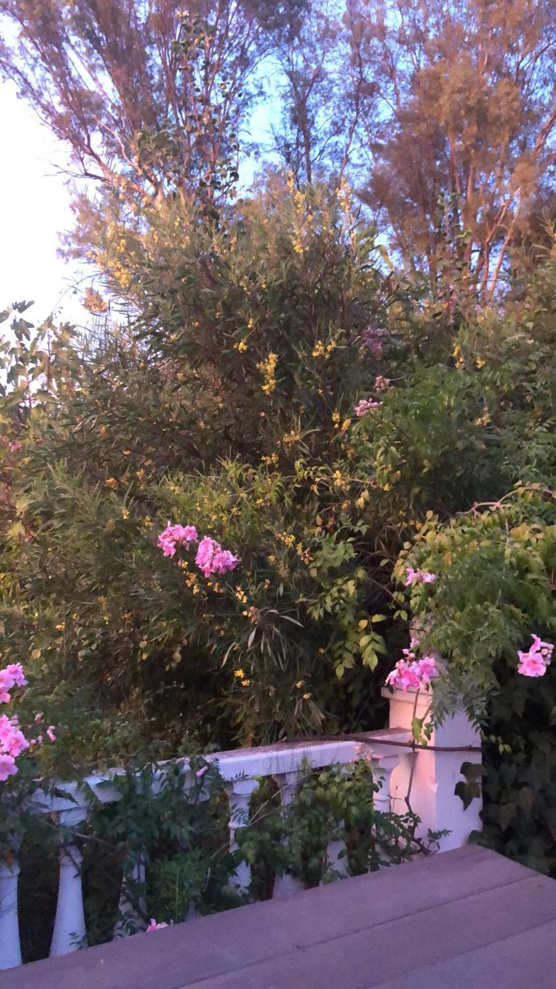 Finca El Rio,, La Casita One Of 2 Self Catering Studios. Pool And Hydrotherapy Jacuzzi Malaga Exterior photo